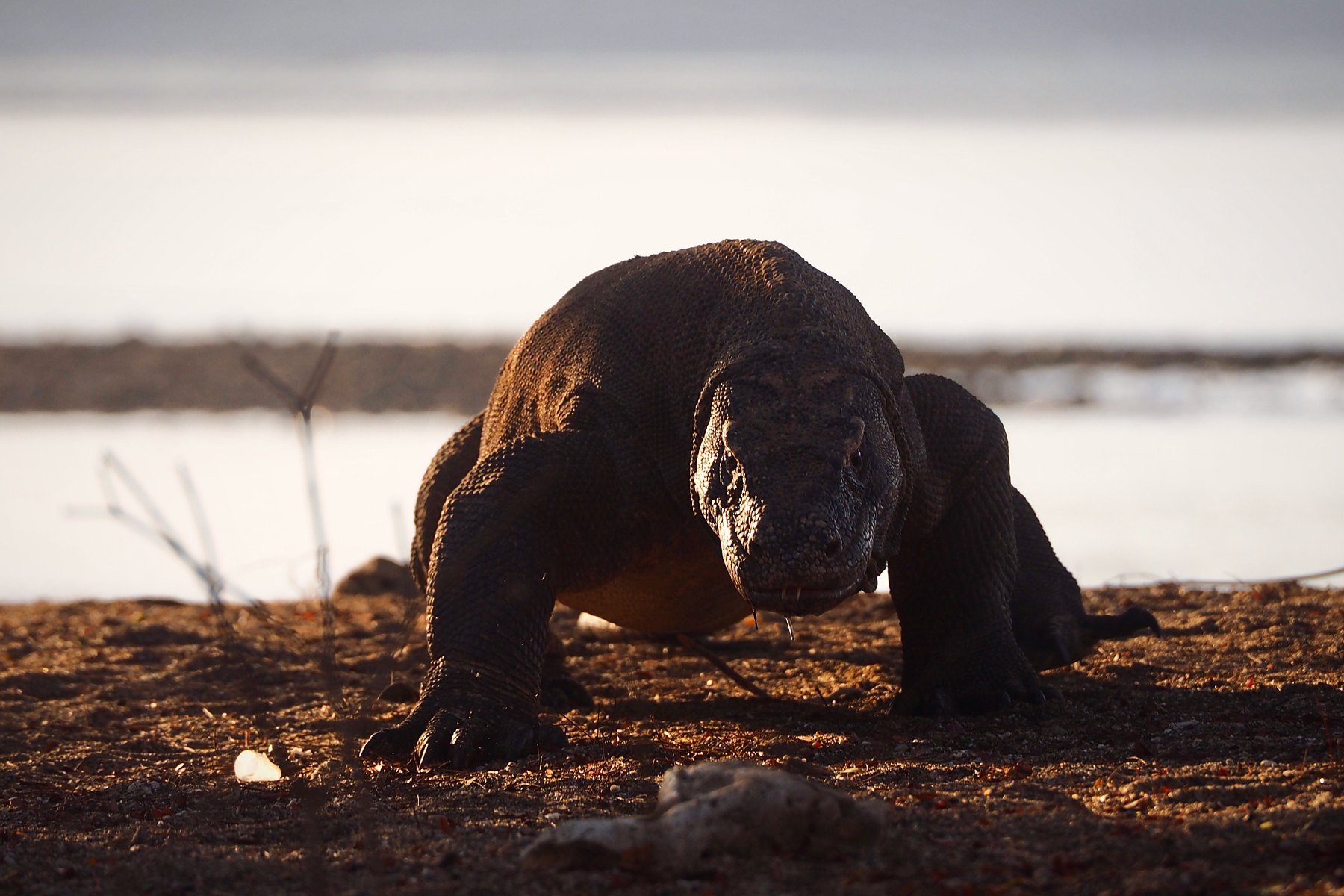Dragon de Komodo sur une plage du parc national de Komodo