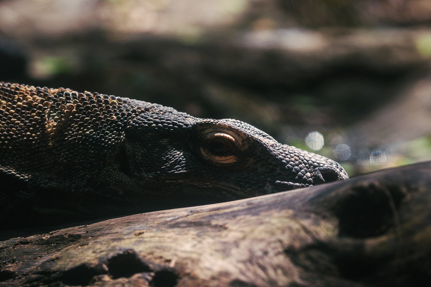 Gros plan sur un dragon de Komodo