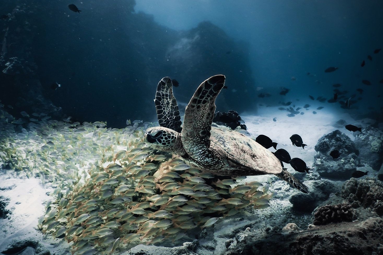 Green sea turtle with a school of fish