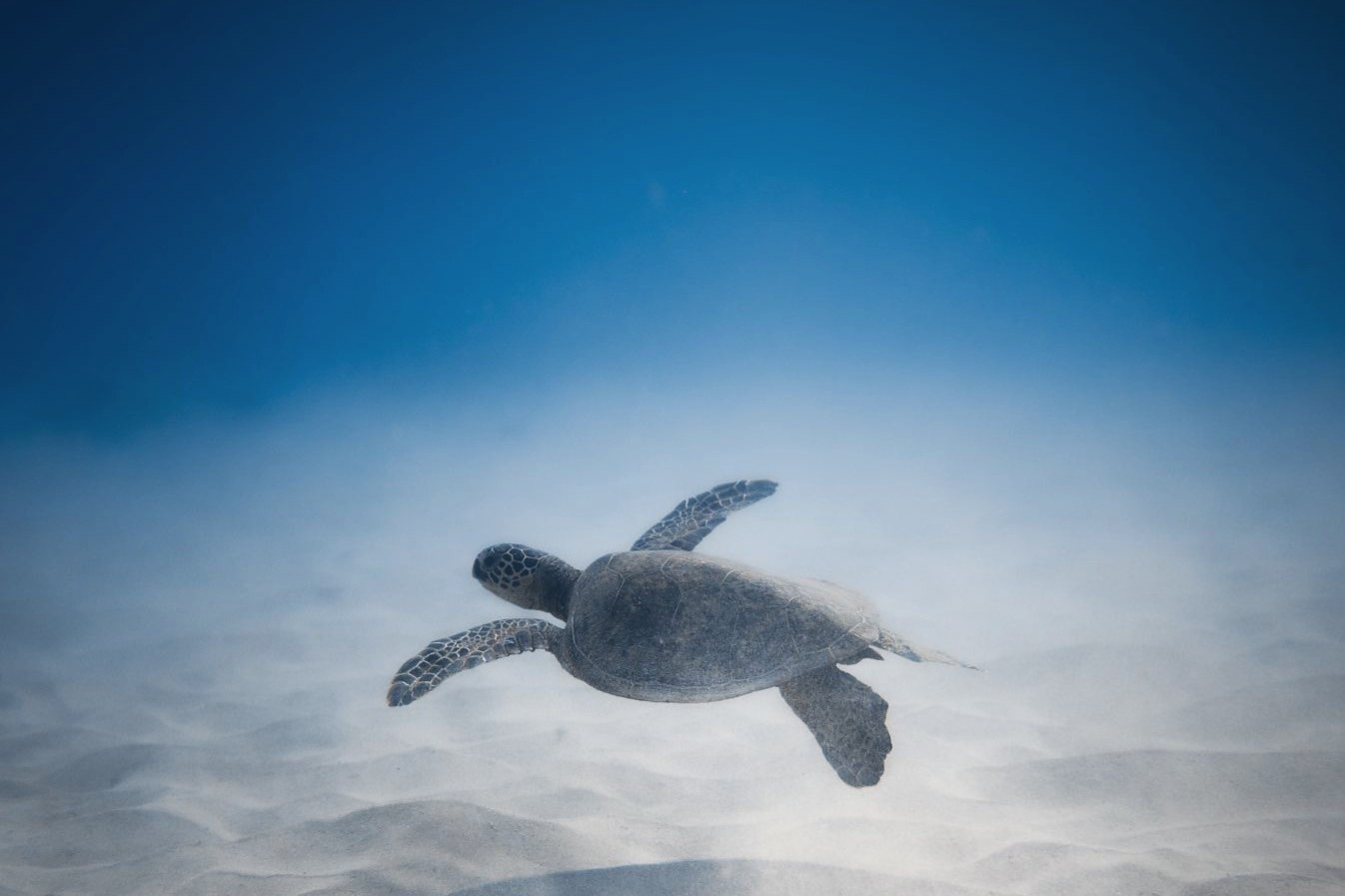 Sea turtle swimming over sand