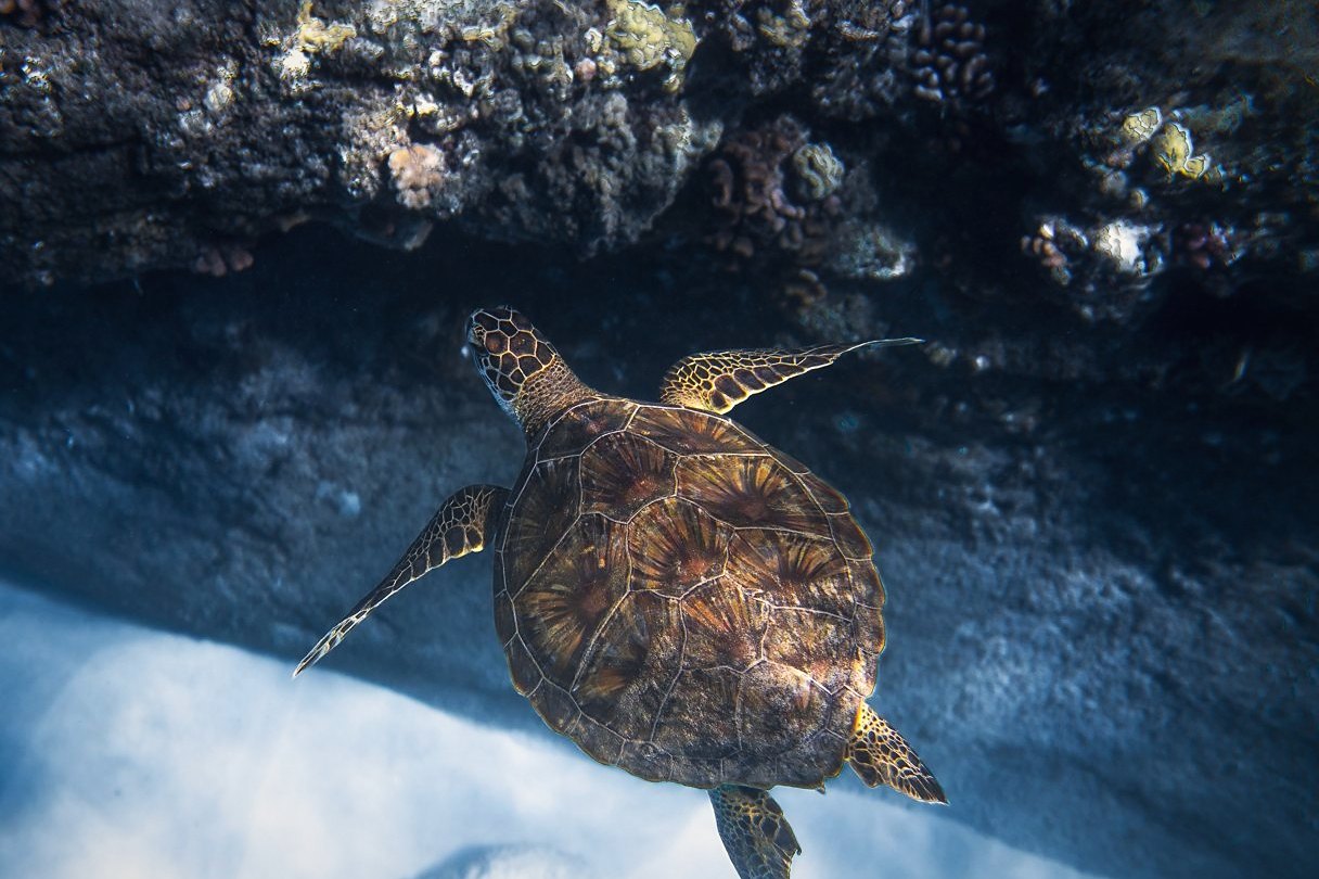 Sea turtle by a reef wall