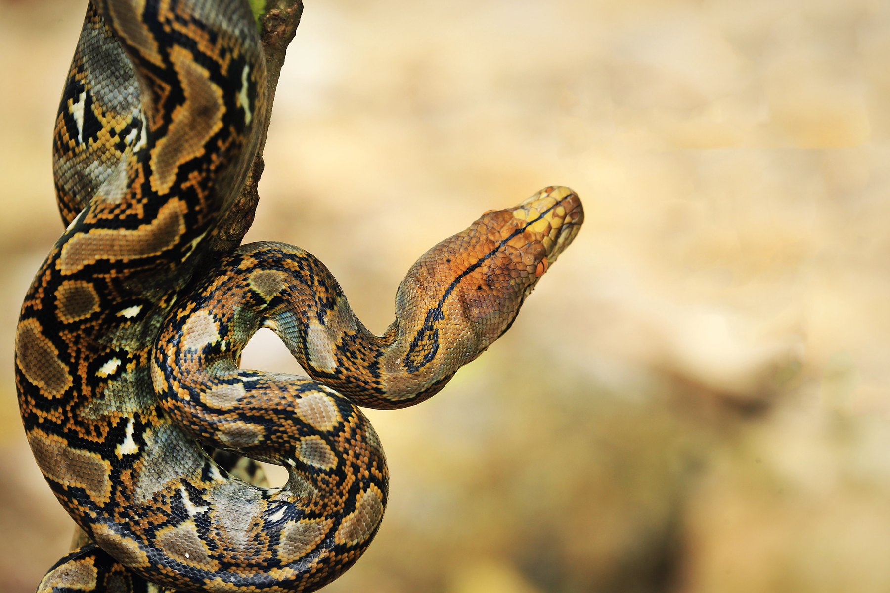 Reticulated python