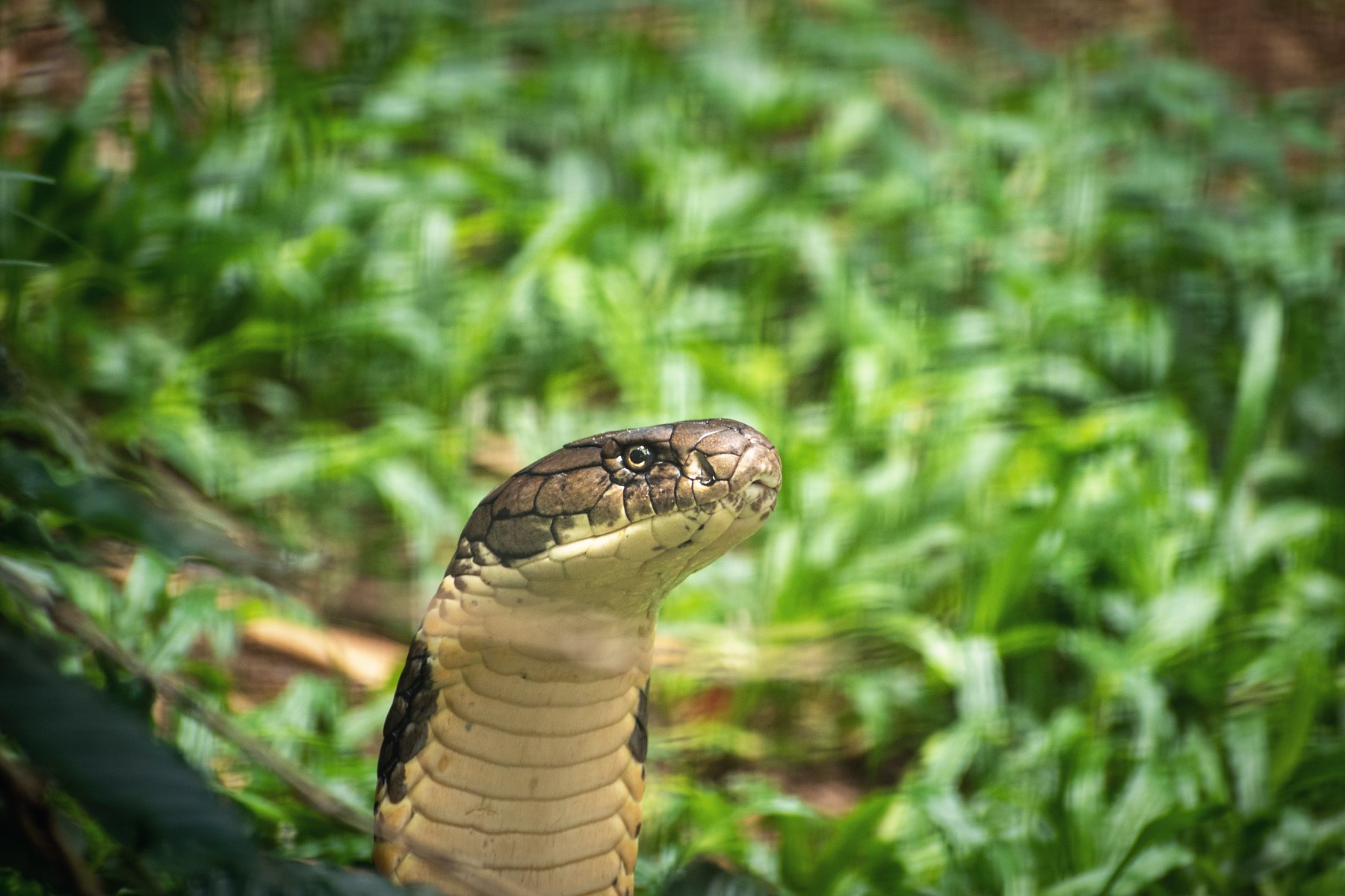 King cobra