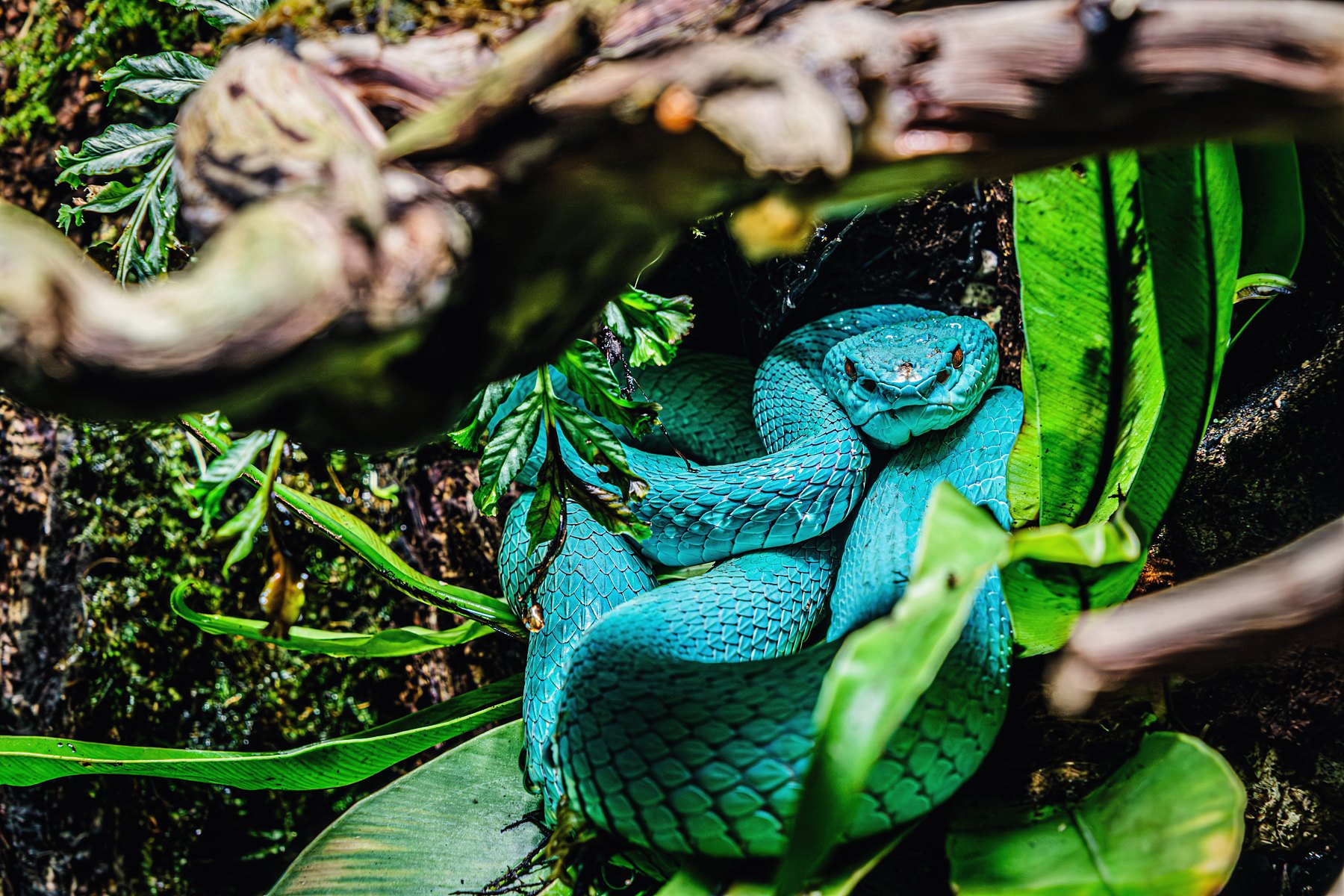 Pit viper coiled in foliage