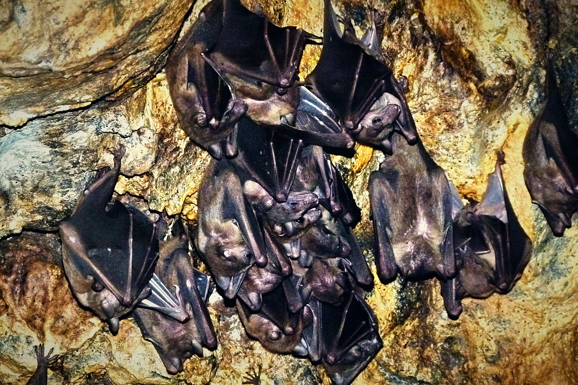 Goa Lawah (Bat Cave Temple) photo 2
