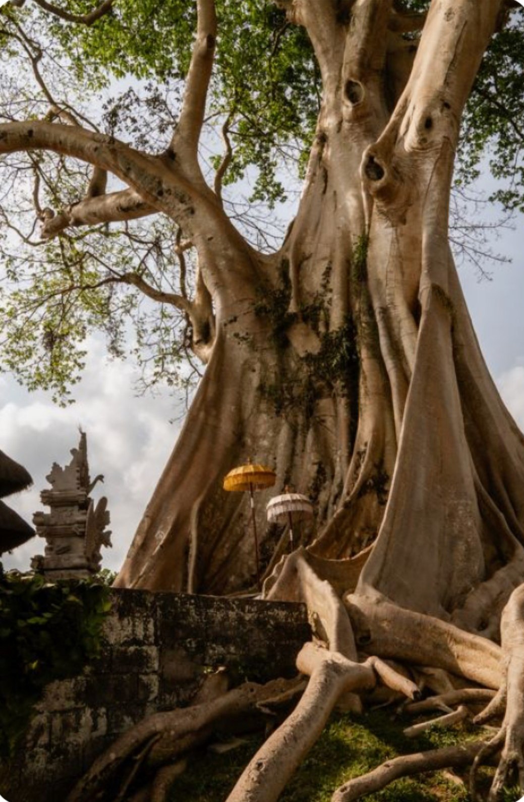 Sacred Trees