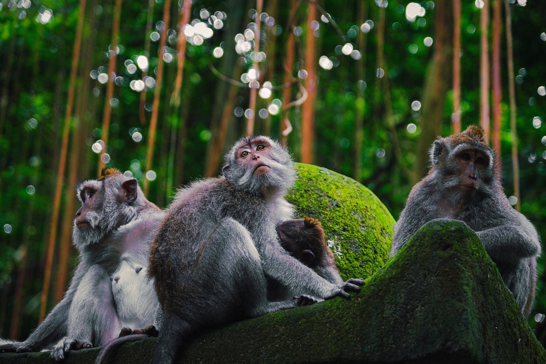 Sacred Monkey Forest Sanctuary